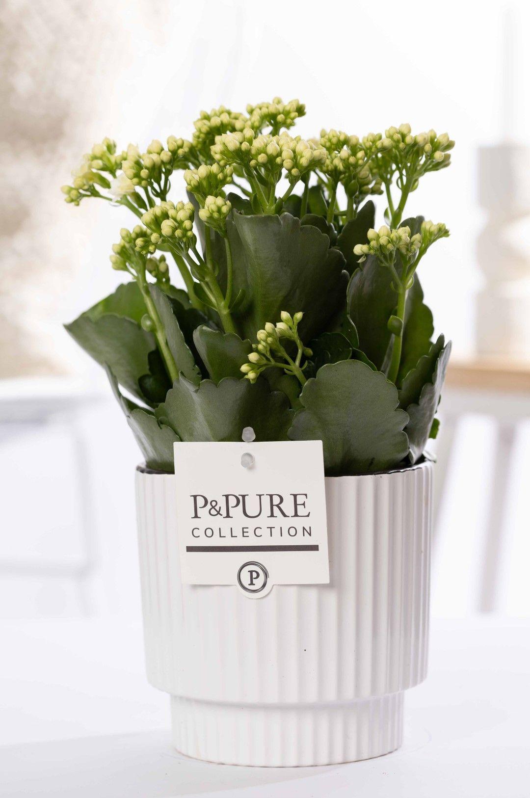 🌼 Kalanchoe White – In P&PURE Ivy Ceramics Green