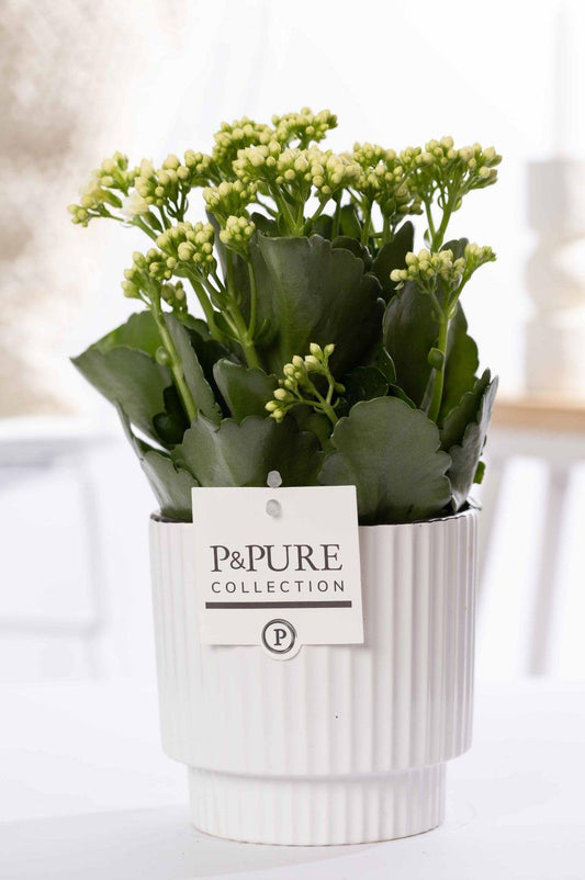 🌼 Kalanchoe White – In P&PURE Ivy Ceramics Green – Ø12 cm – ↕27 cm | Bloeiende Kamerplant