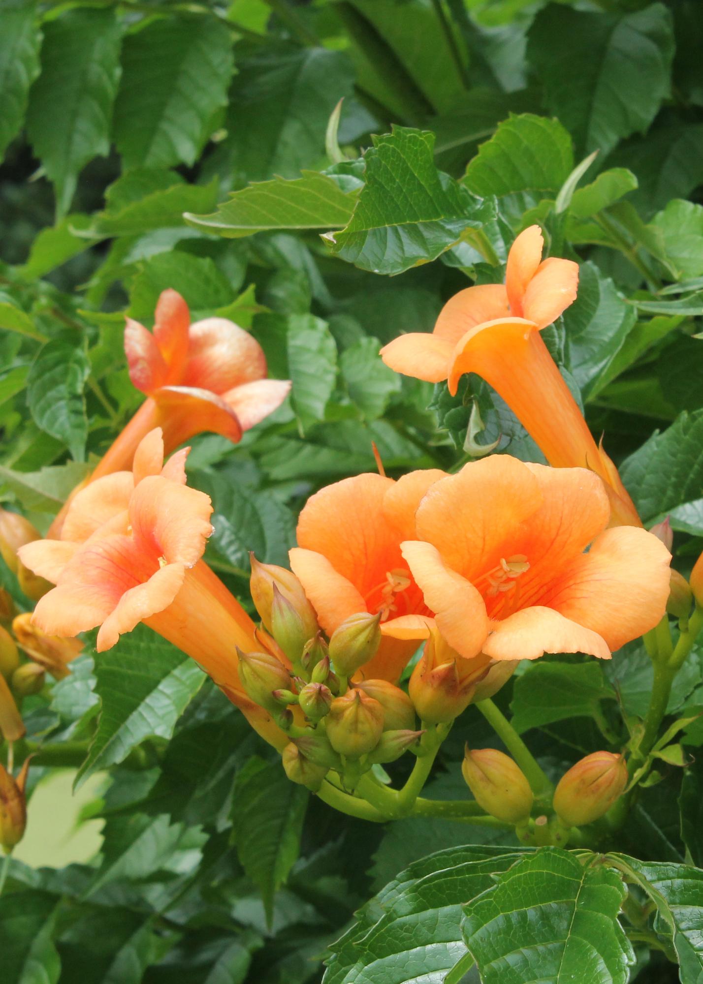 🌺 Campsis ‘Indian Summer’ – Trompetbloem (2 Stuks)