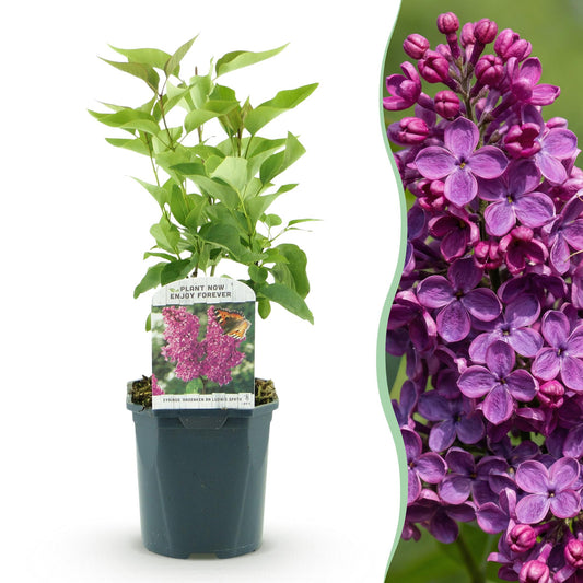💜 Syringa vulgaris ‘Ludwig Späth’ – Paarse Sering