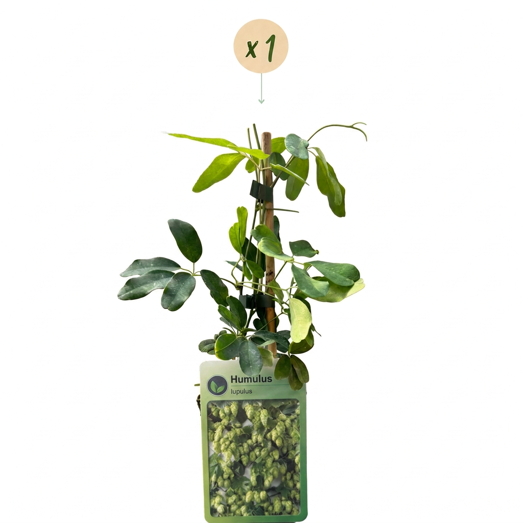 🌿 Humulus lupulus ‘Nordbrau’ – Noordbrouwhop – Snelgroeiende klimplant
