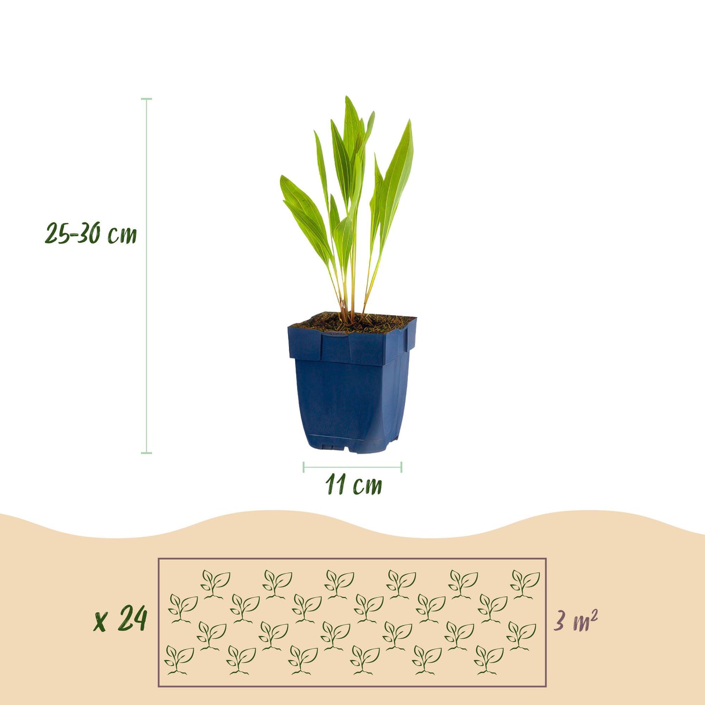 🐝🦋 Borderpakket – Bijen & Vlinderlokkend – 24 Vaste Planten – 3 m² – Ø11 cm – Diverse Kleuren – Weinig Onderhoud