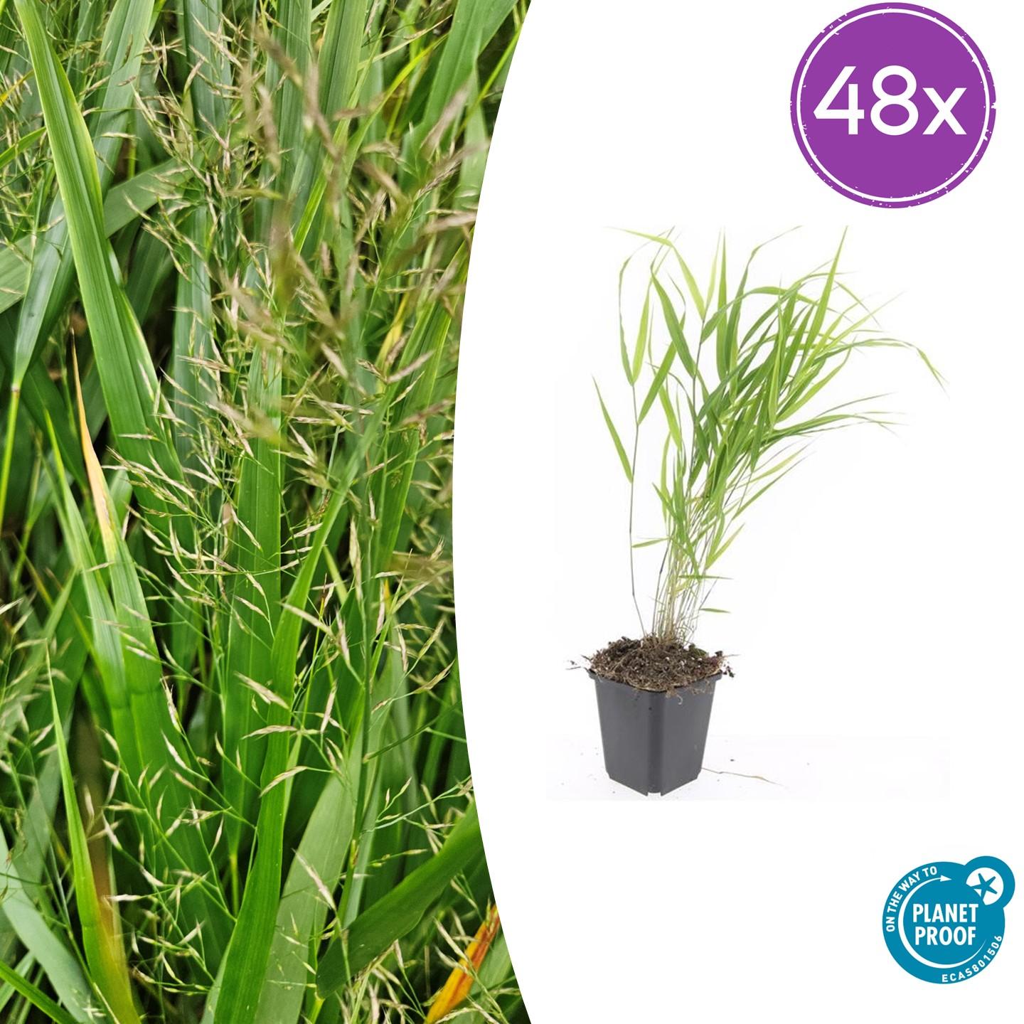 🌾 Hakonechloa macra | Japans Siergras (48 Stuks)