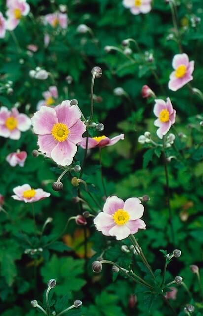 🌸 Anemone ‘Robustissima’ – Winterharde Bloeiende Bodembedekker (24 stuks)