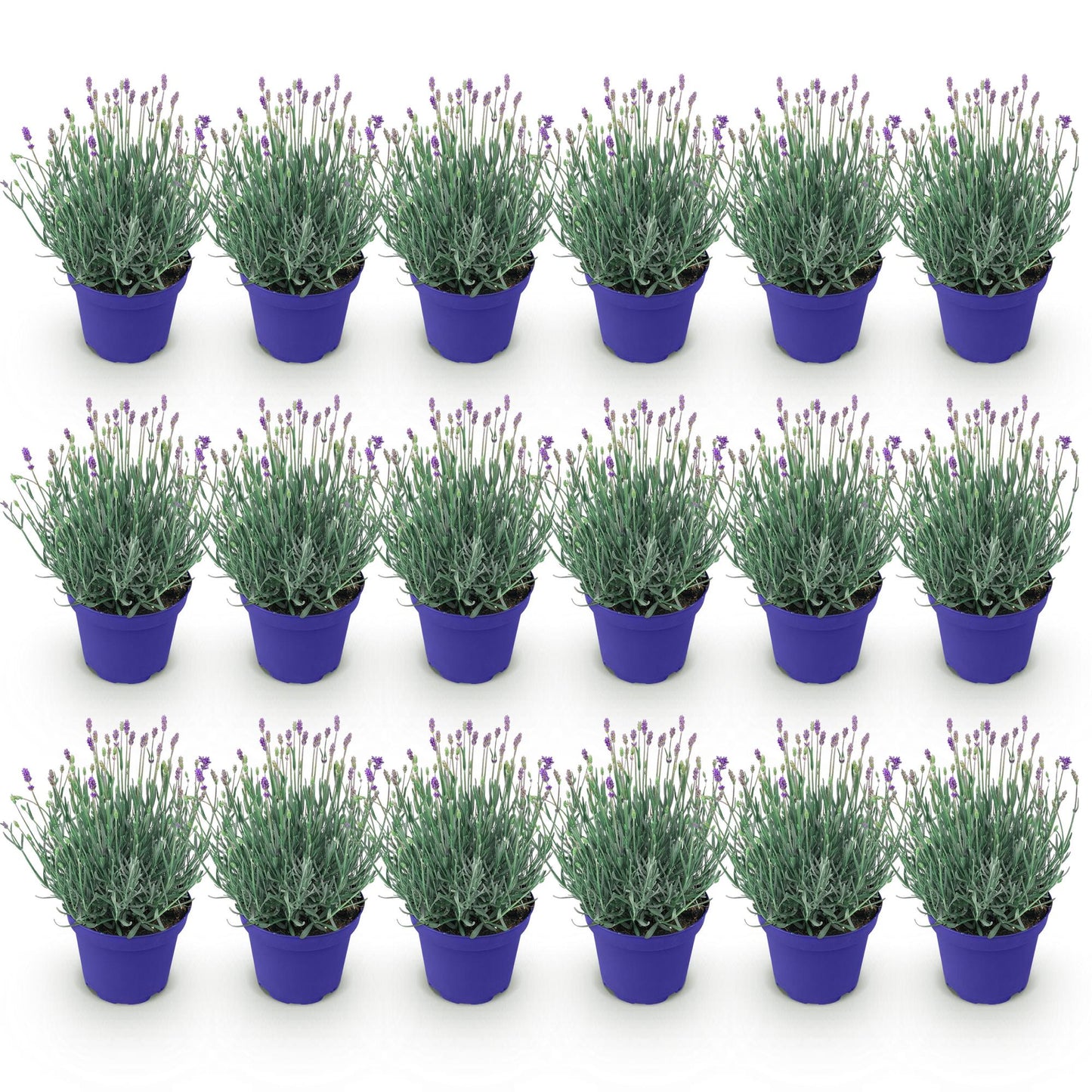 🌿 Lavandula ‘Hidcote’ | Lavendel Haag Set (18 Stuks)