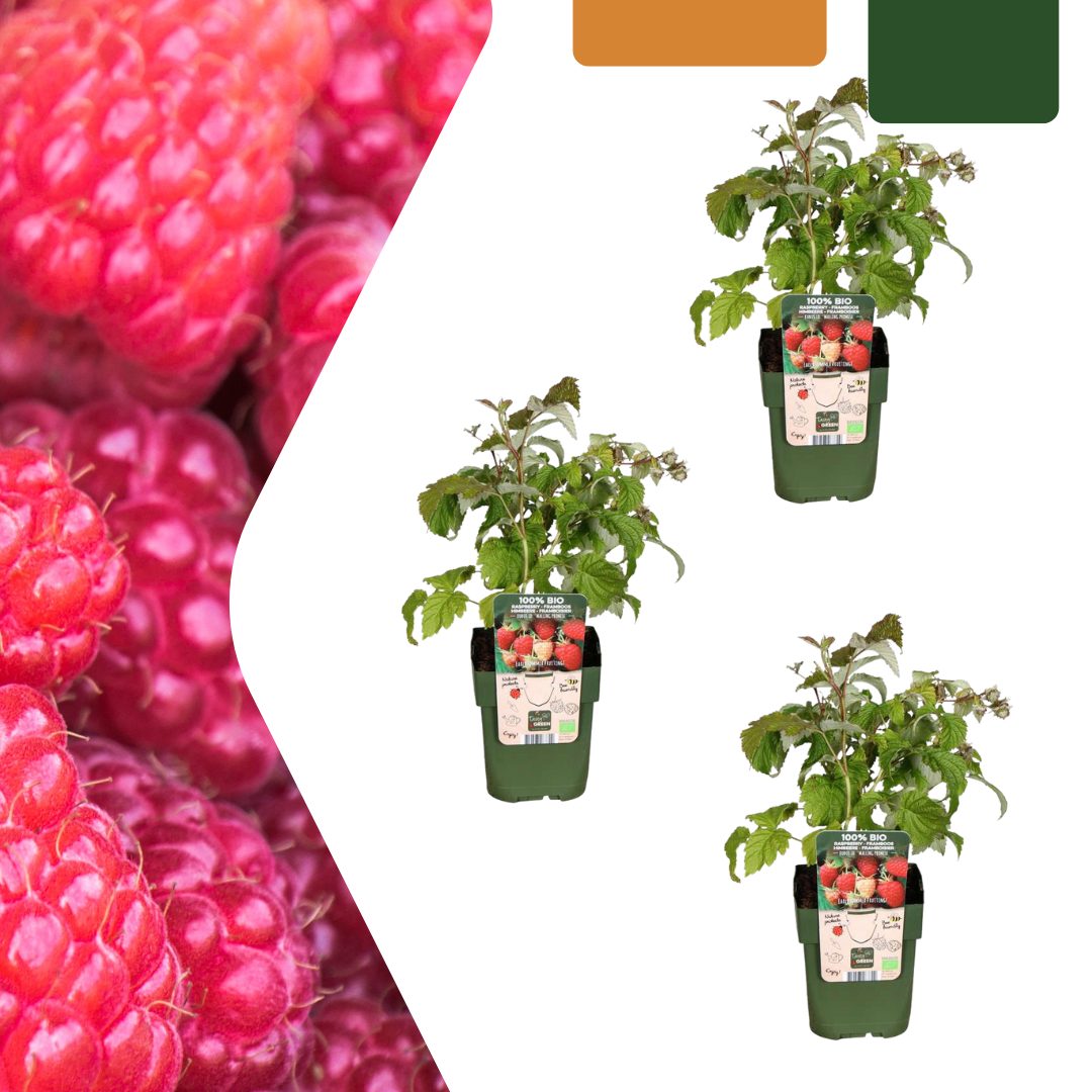 🍓 BIO Frambozen (3 Stuks)