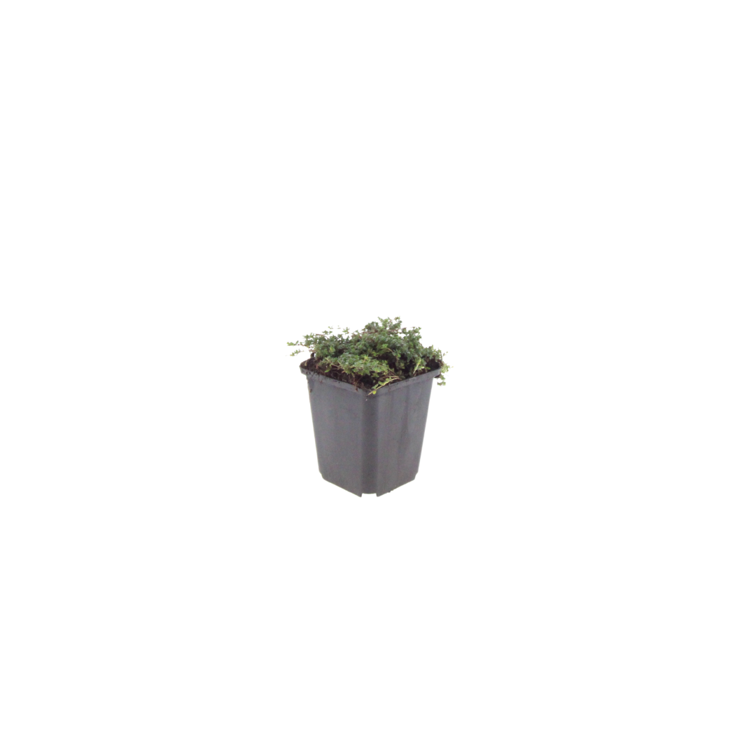 🌸 Thymus ‘Purple Beauty’ – Winterharde Bloeiende Bodembedekker (24 stuks)