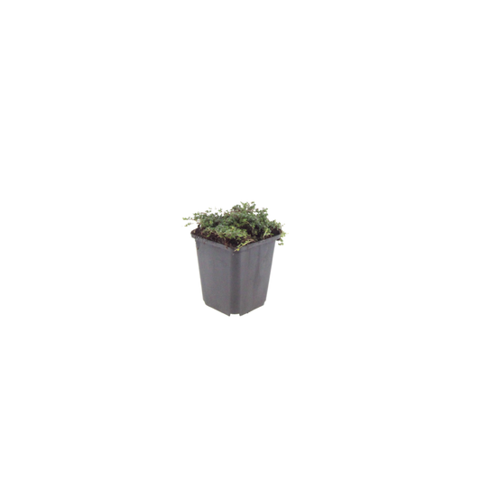 🌸 Thymus ‘Purple Beauty’ – Winterharde Bloeiende Bodembedekker (24 stuks)