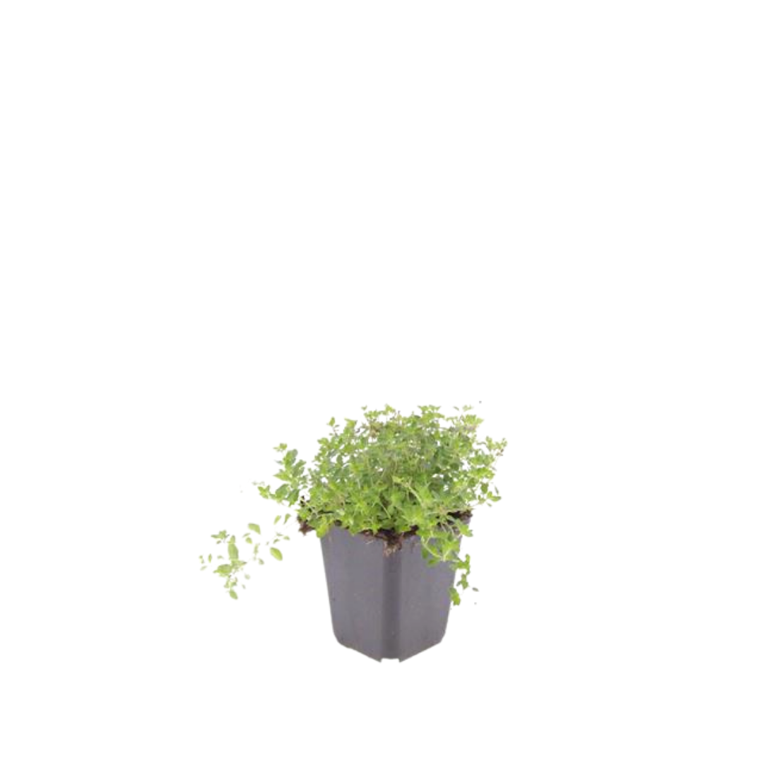 🌿 Thymus serpyllum – Winterharde Kruiptijm Bodembedekker (60 stuks – ca. 6–10 m²)