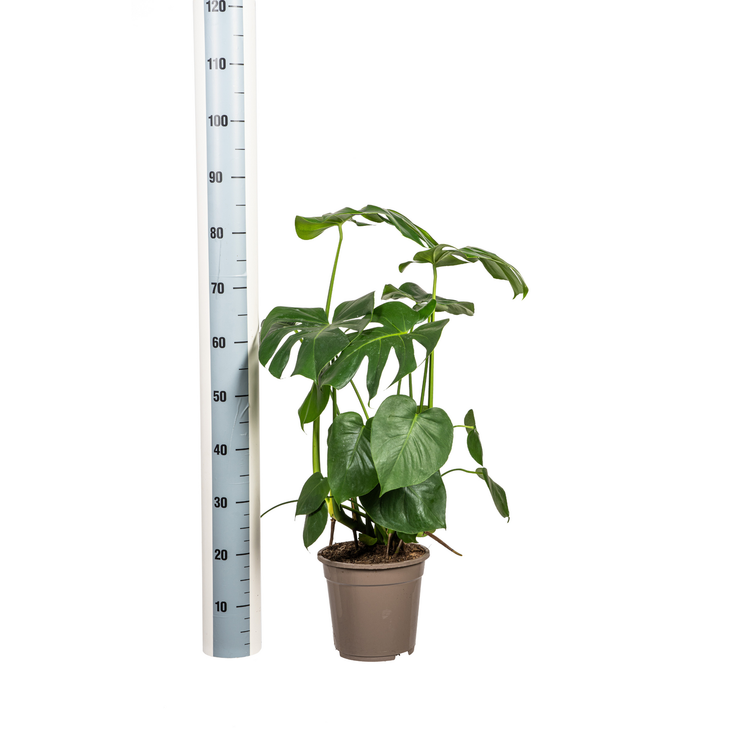 🌿 Monstera Deliciosa Tauerii – Zwitserse Kaasplant