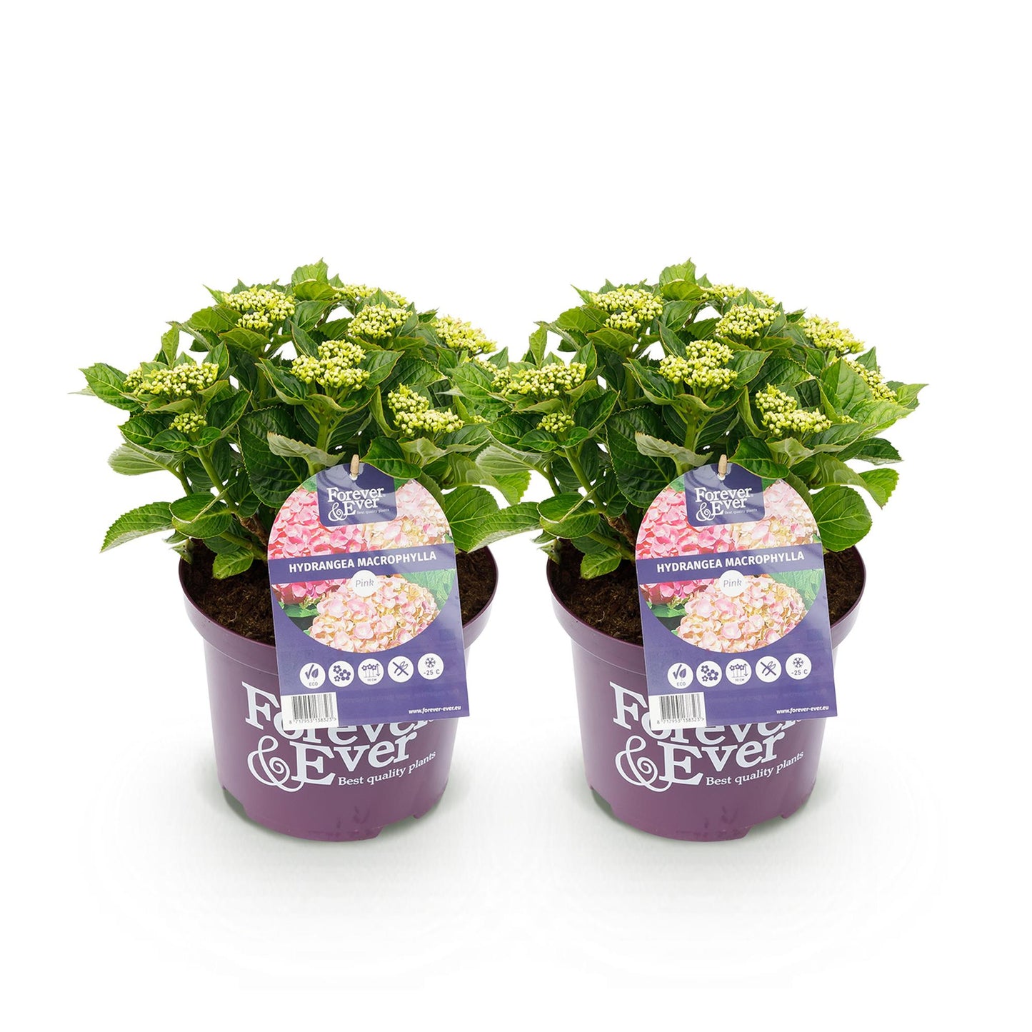 🌸 Hydrangea Forever & Ever Roze – Hortensia | (2 stuks)