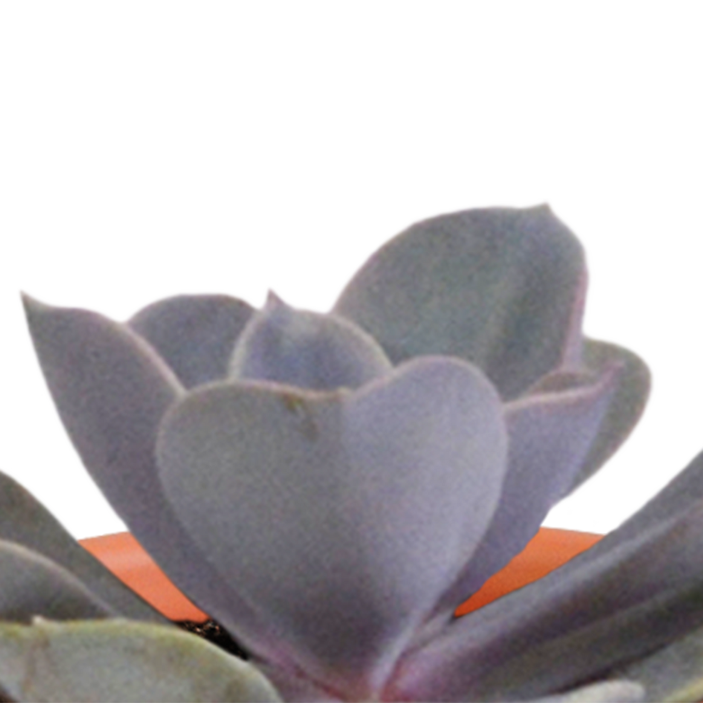 🌵 Cactus & Vetplanten Mix  In terracotta pot – (15 stuks)
