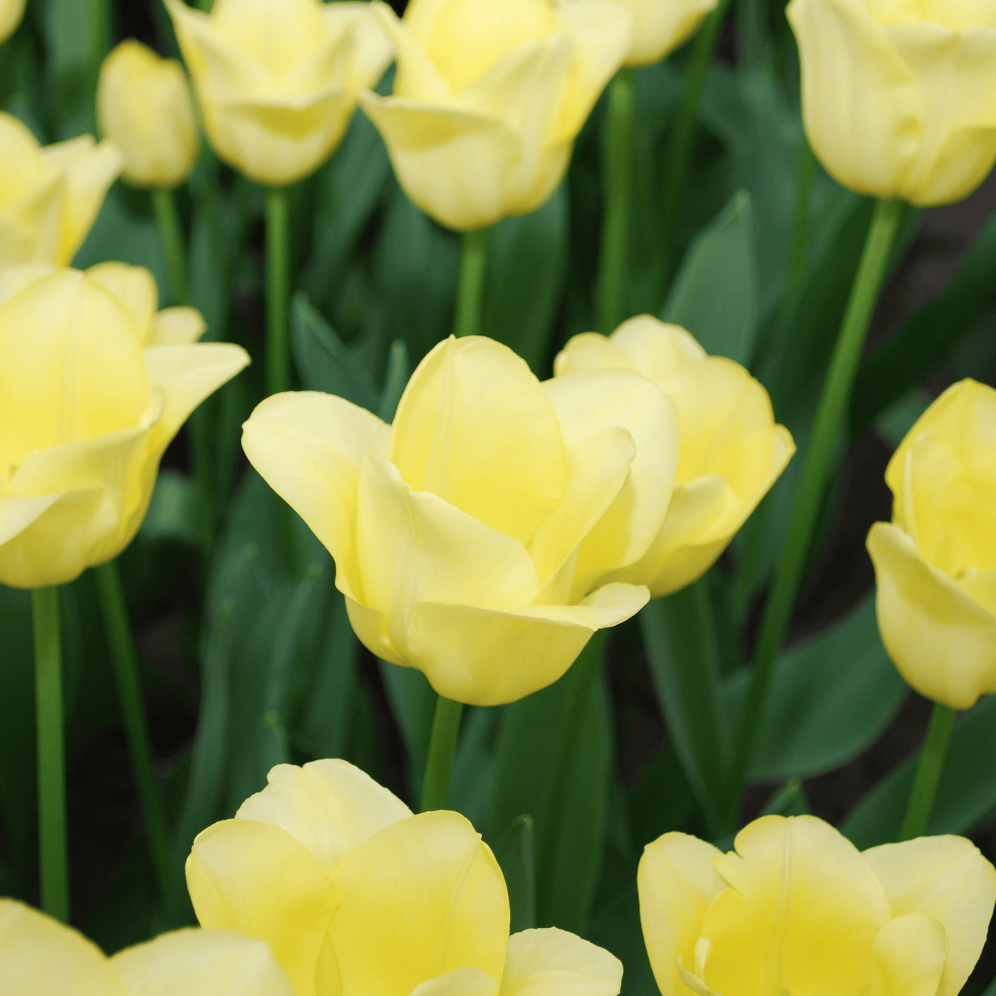 🌷 Tulpenbollen ‘World Friendship’ – Lichtgele Tulp (20 Stuks)