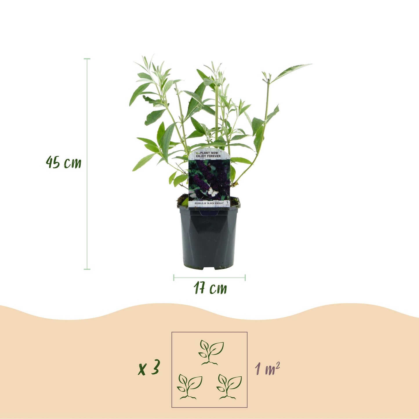 🦋 Buddleja davidii ‘Black Night’ – Paarse Vlinderstruik | (3 stuks)