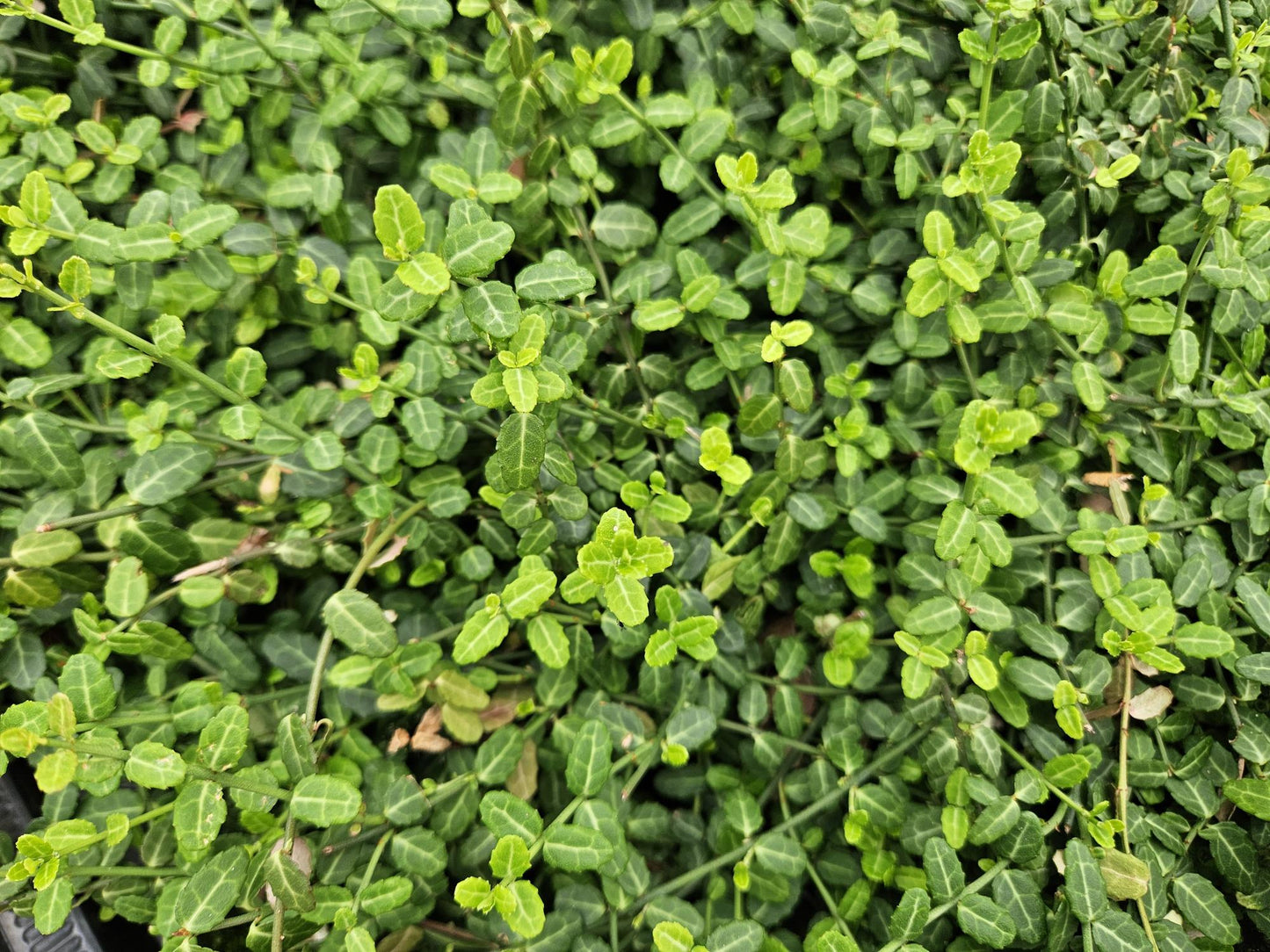 🌿 Euonymus fortunei ‘Minimus’ | Fijne Bodembedekker (24 Stuks)