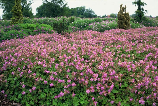 🌸 Geranium ‘Cambridge’ – Winterharde Bloeiende Bodembedekker (24 stuks)