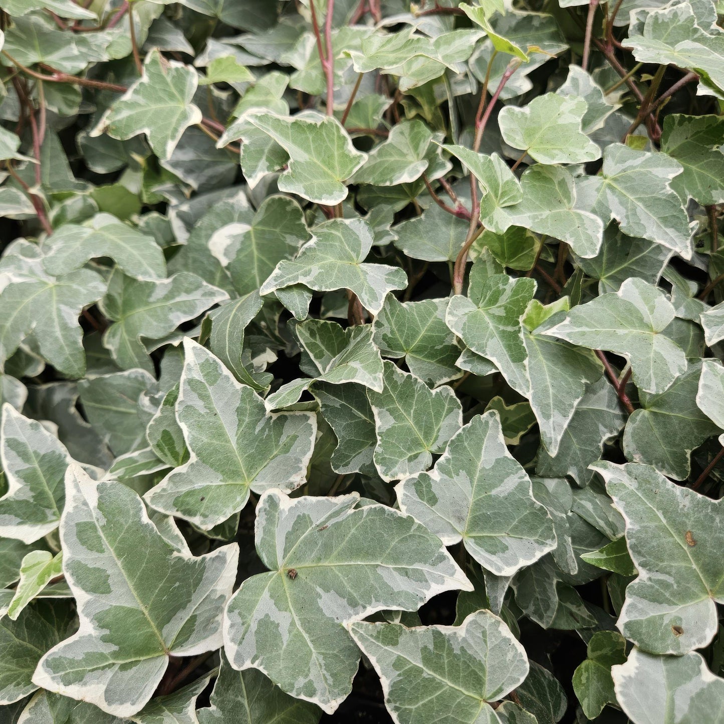 🌿 Hedera helix ‘Glacier’ – Winterharde Klim- en Bodembedekker (6 stuks)