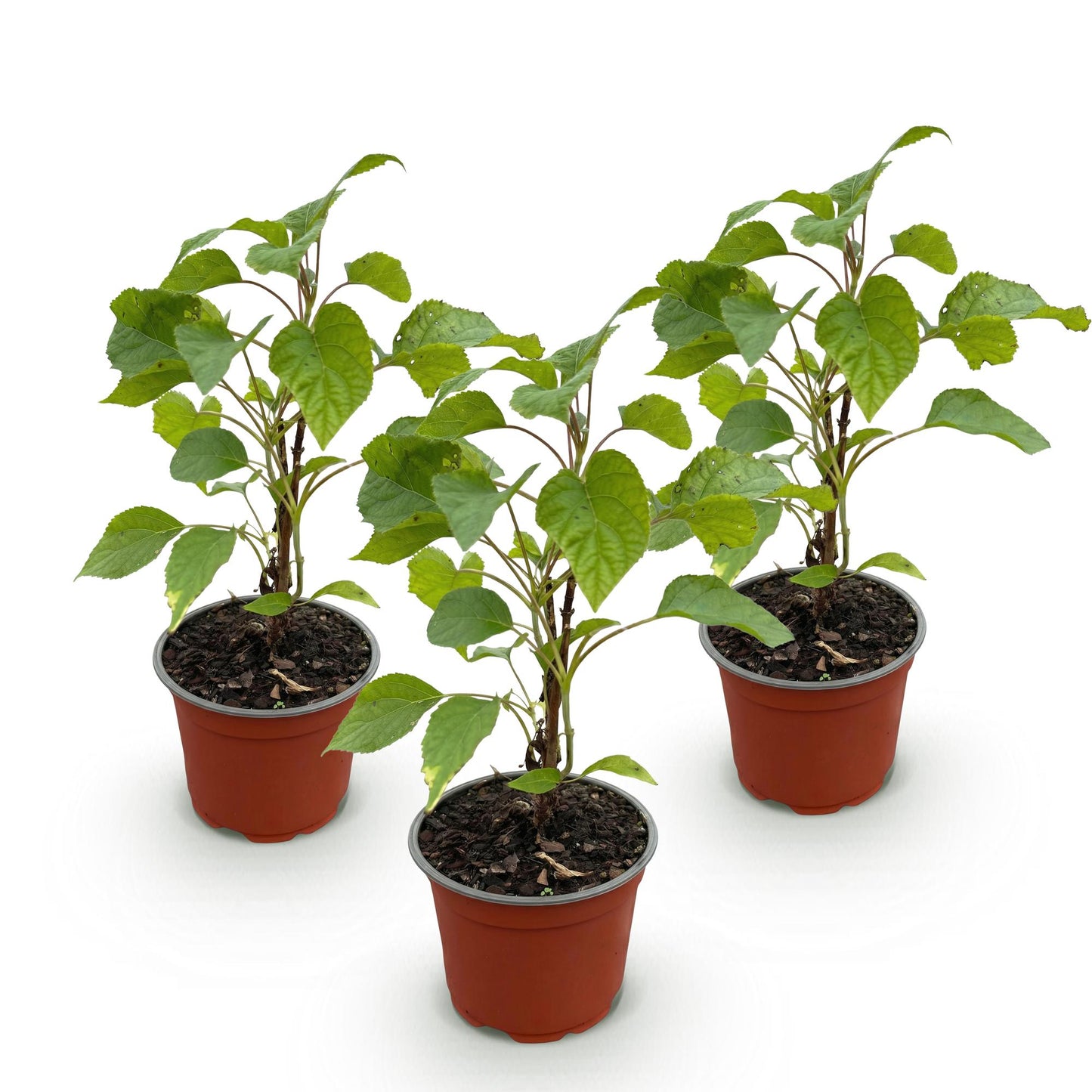 🌸 Hydrangea arborescens ‘Annabelle’ – Witte Pluimhortensia | (3 stuks)