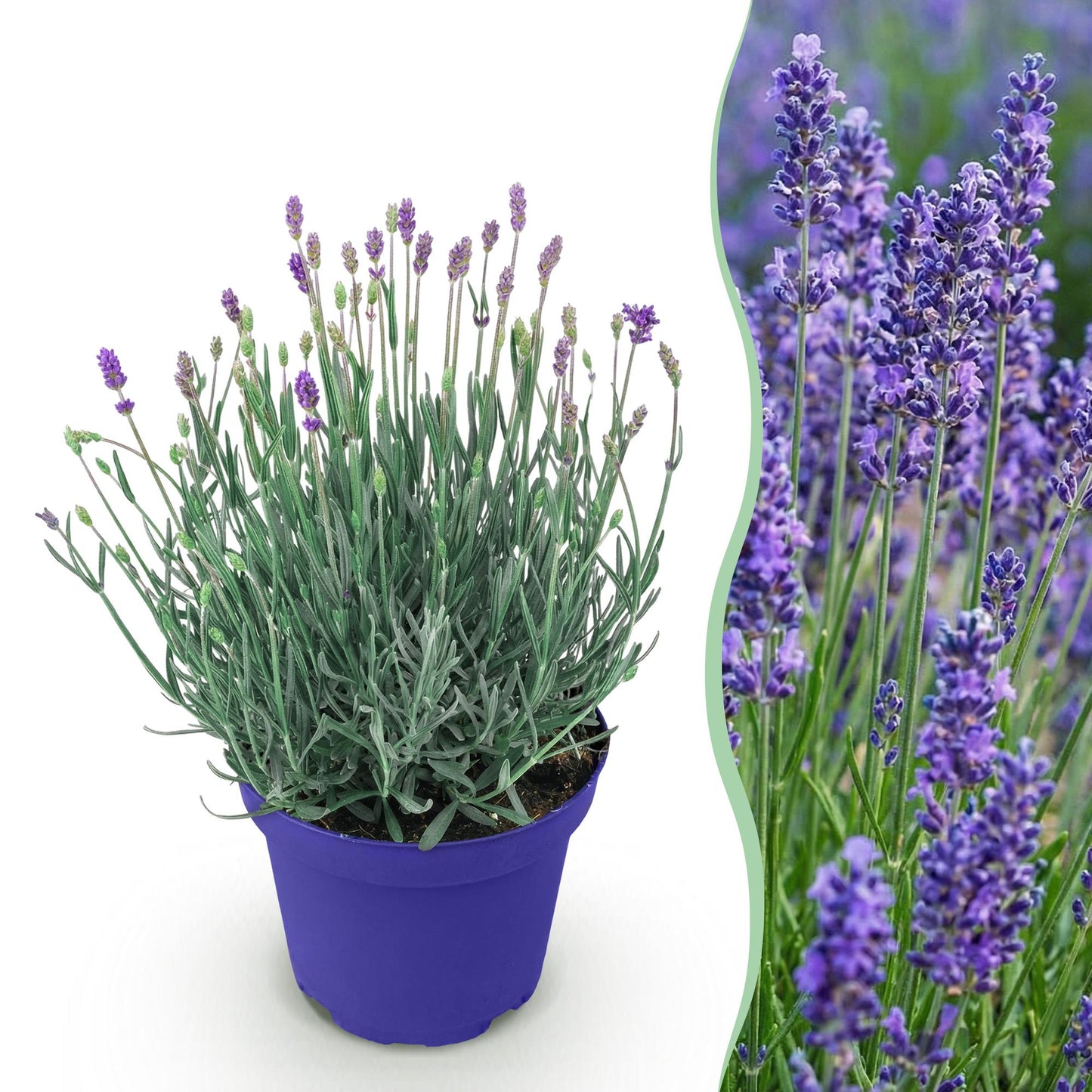 🌿 Lavandula ‘Hidcote’ | Lavendel Plant
