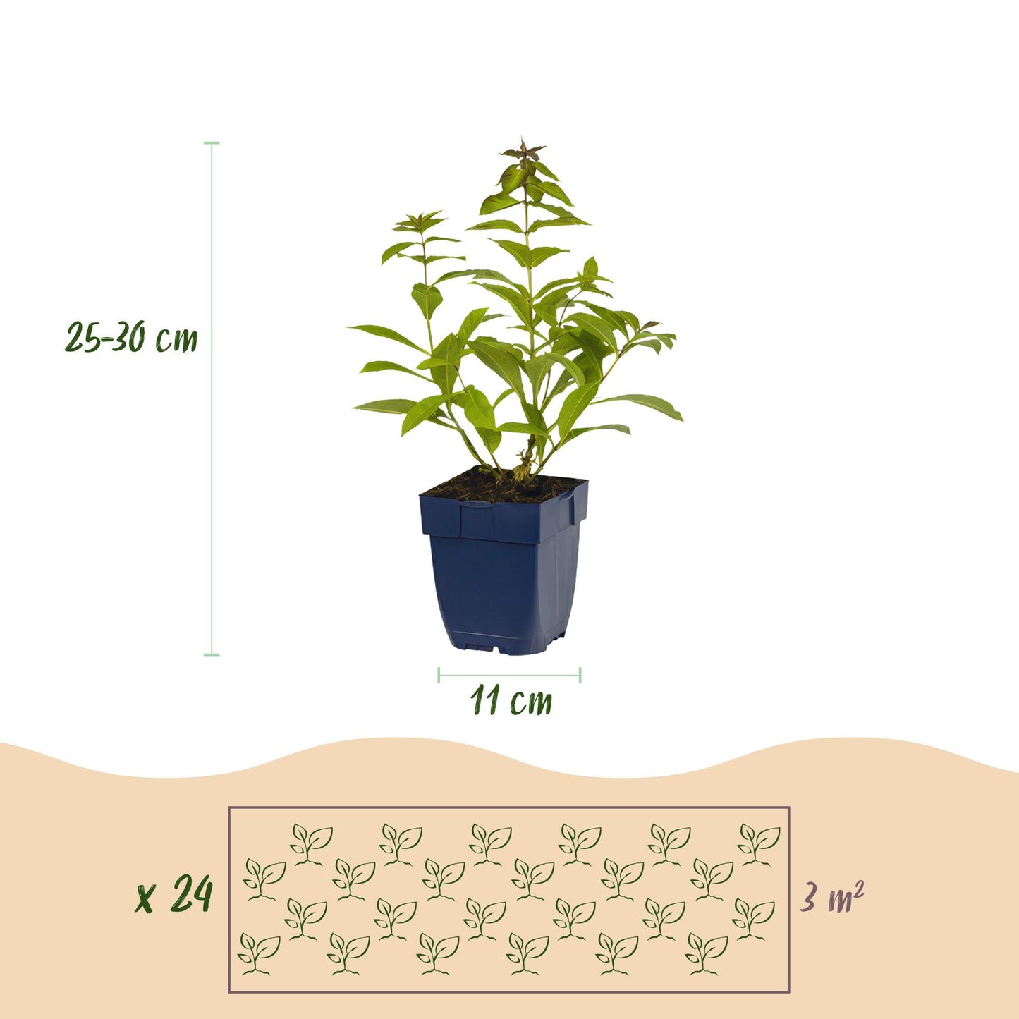 🌸 Borderpakket Geurende Vaste Planten (24 Stuks) – Geschikt voor 3 m²