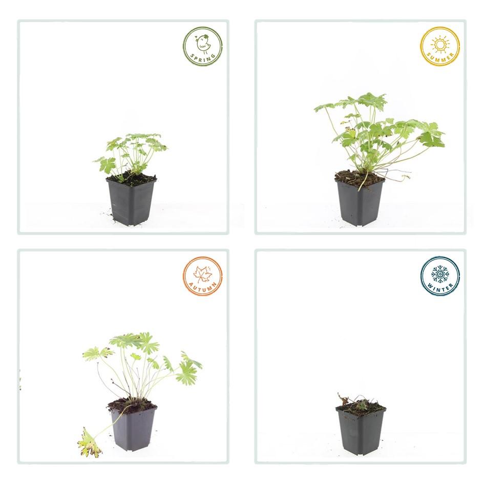 🌸 Geranium ‘Tiny Monster’ – Winterharde Bloeiende Bodembedekker (6 stuks)