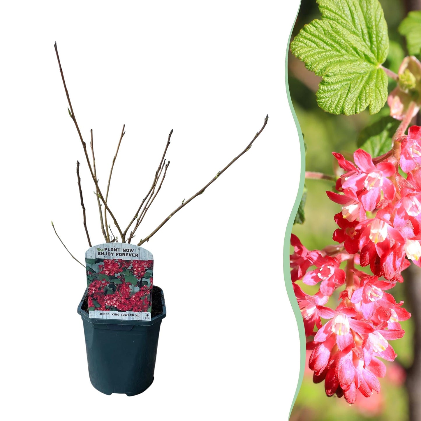 ❤️ Ribes sanguineum ‘King Edward’ – Sierbes
