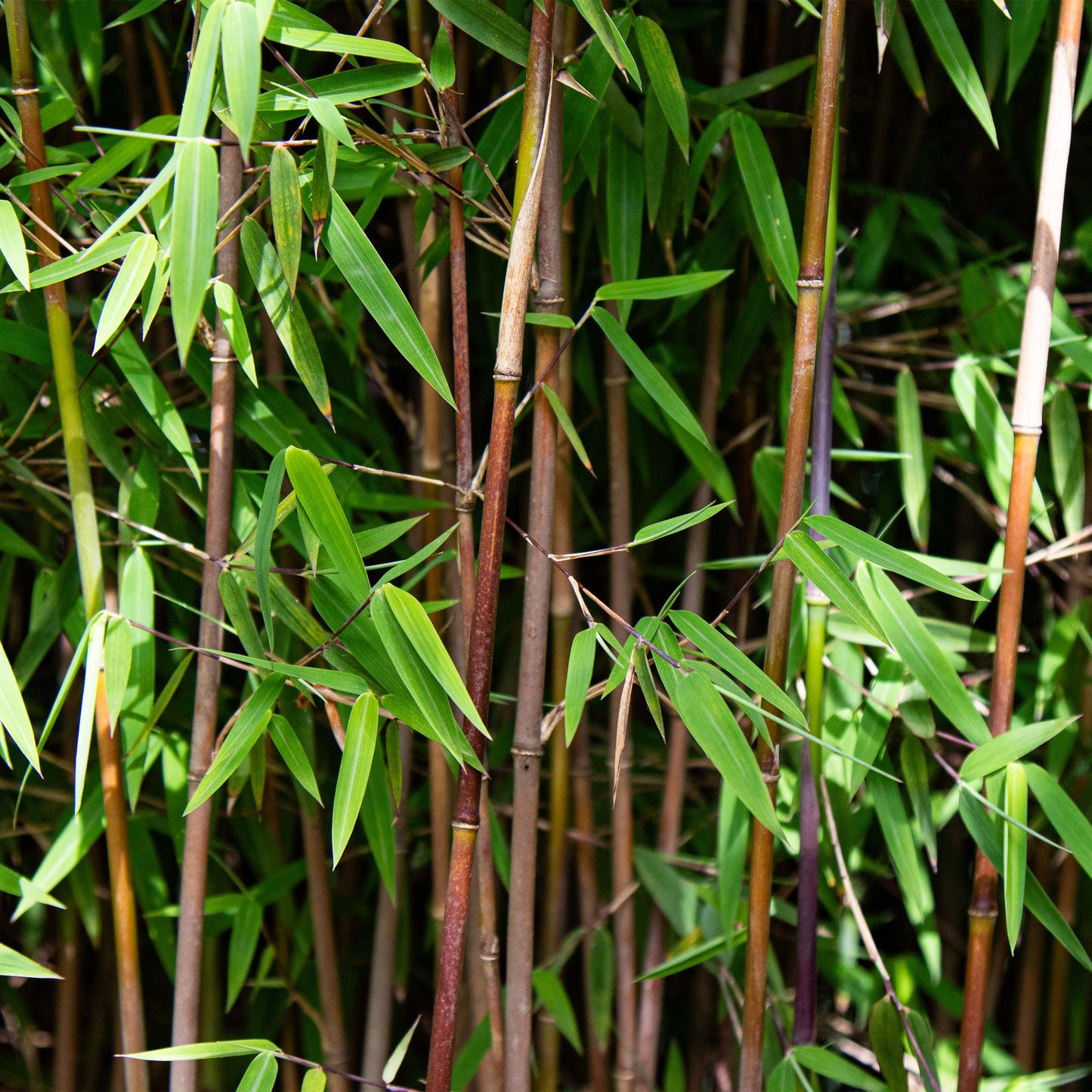 🎋 Fargesia nitida ‘Red Dragon’ | Niet-woekerende Bamboe (2 stuks)