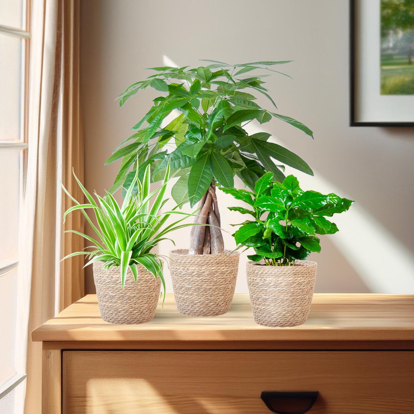 🐾 Diervriendelijke Plantenbox – Klein met Mand Sofia Naturel  (3 stuks)