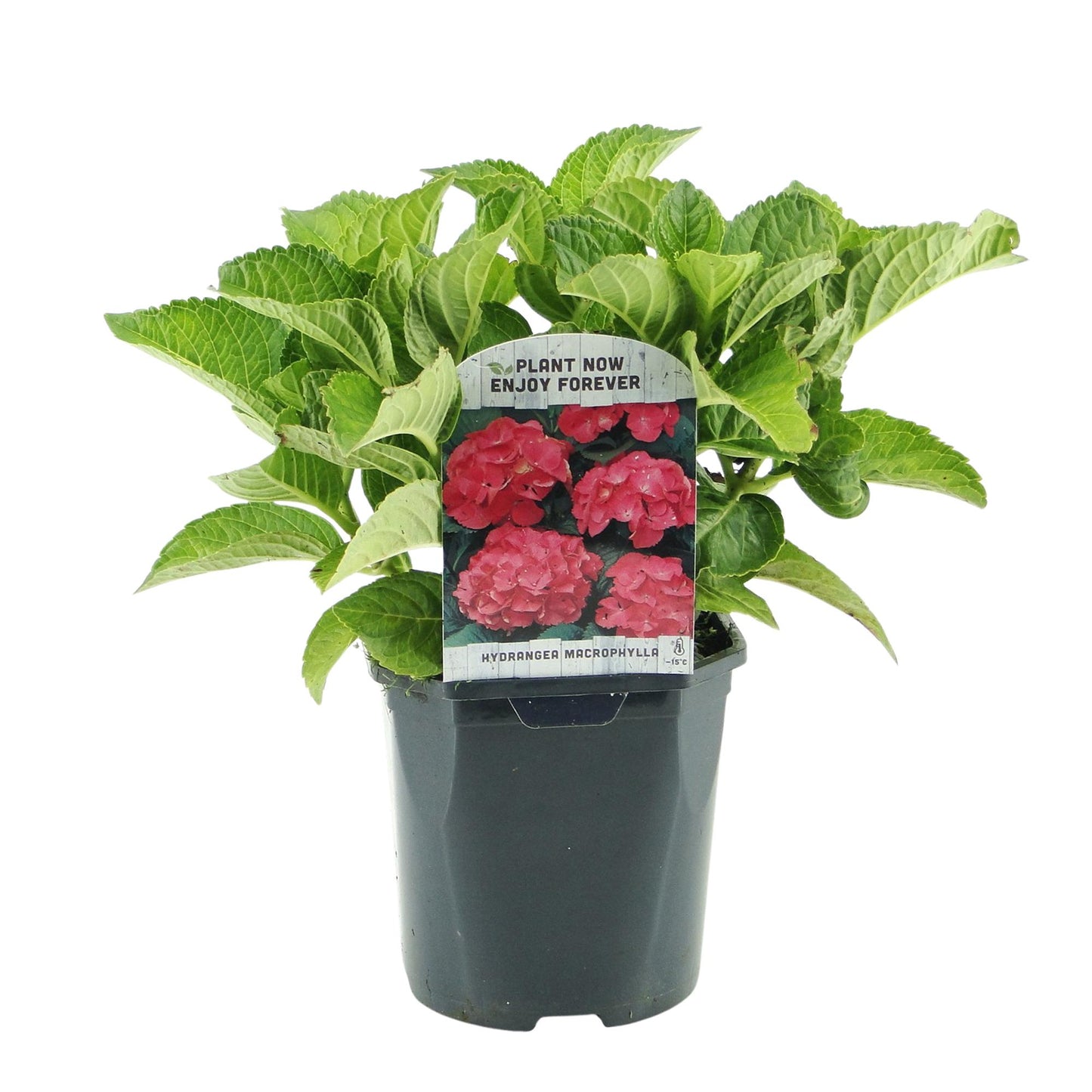 ❤️ Hydrangea macrophylla – Rode Hortensia