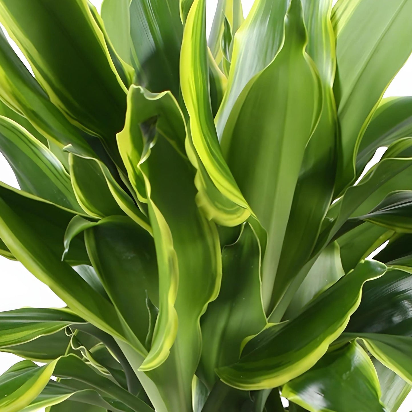 🌿 Dracaena ‘Golden Coast’ | Drakenbloedboom Set met Mand (2 Stuks)