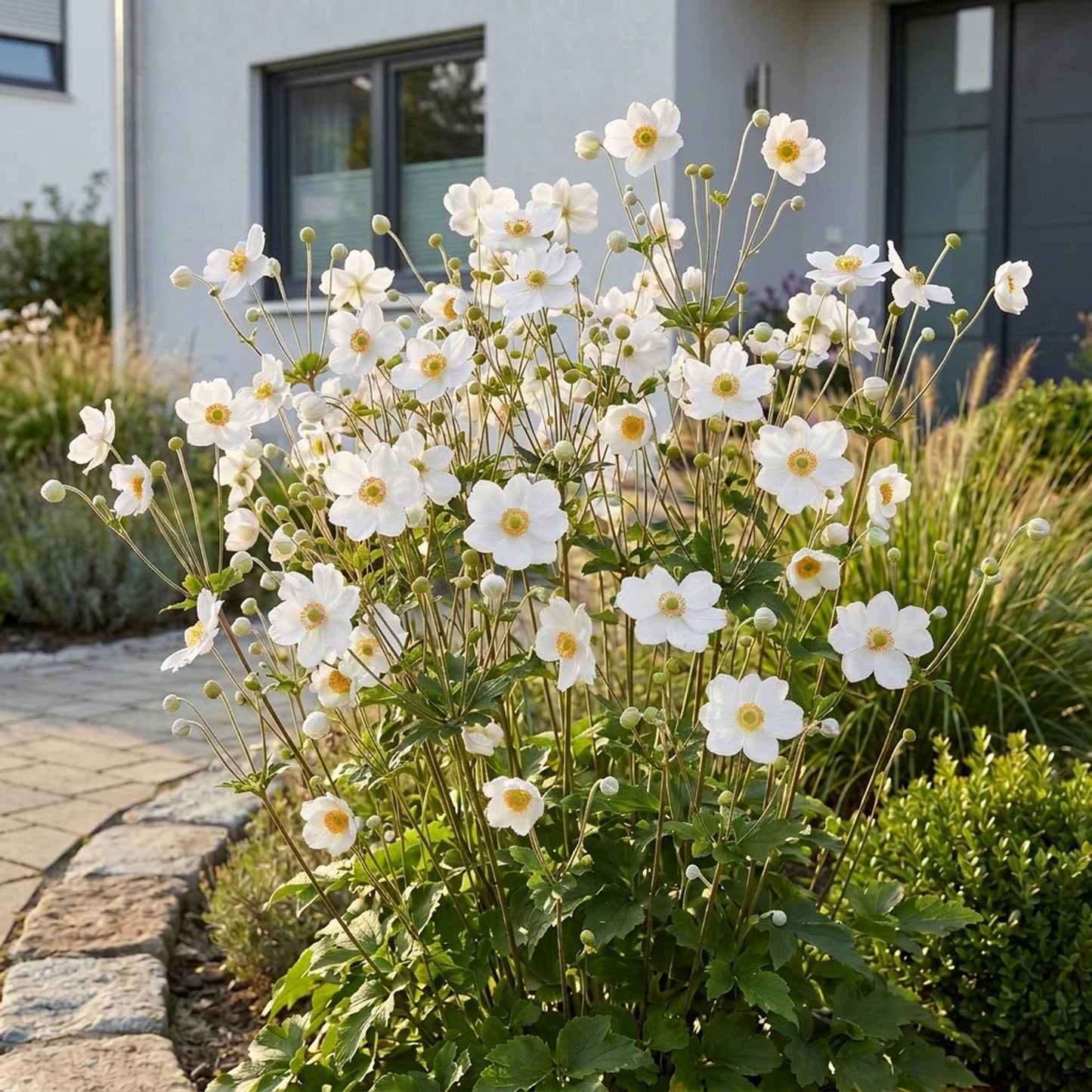🌿 Anemone × hybrida 'Honorine Jobert' – Witte Herfstanemoon | 3 stuks