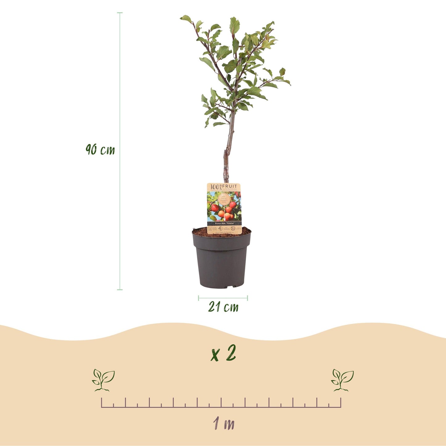 🌳 Prunus domestica ‘Victoria’ – Pruimenboom