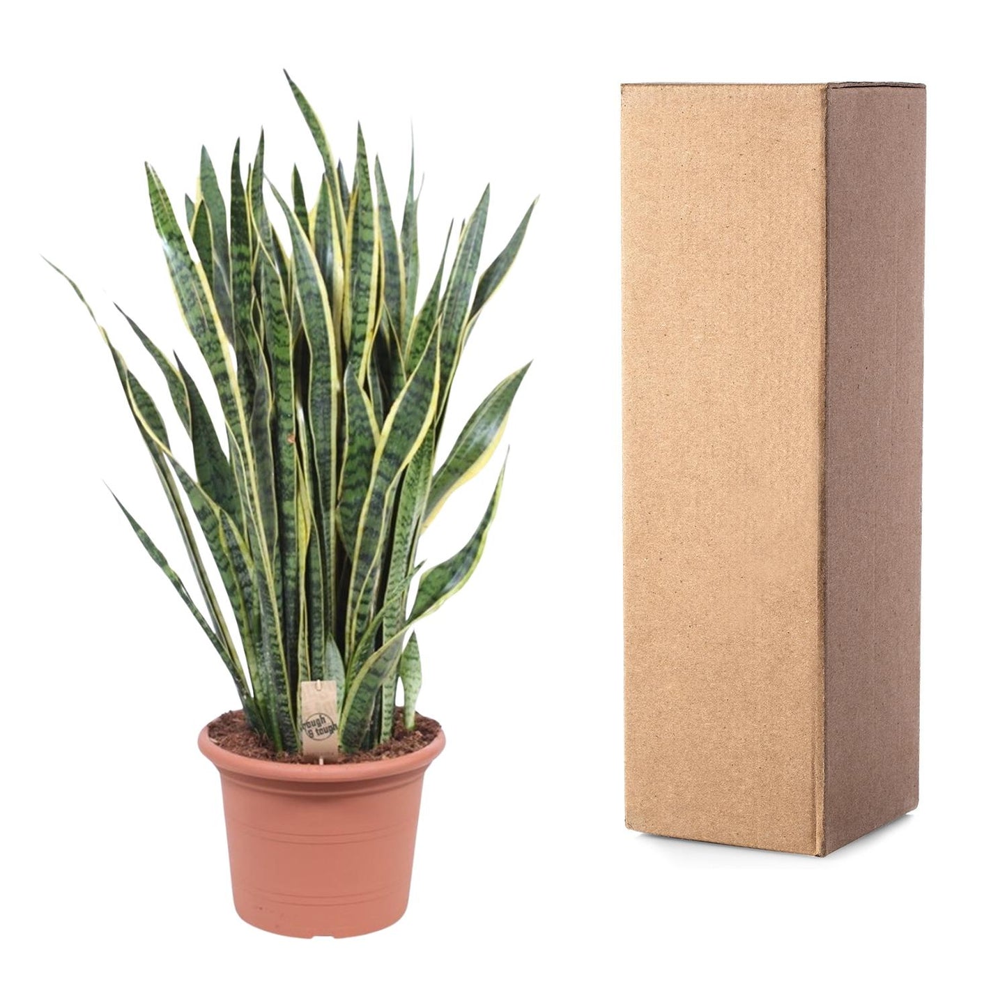 🌿 Sansevieria Laurentii Sterke Kamerplant (Vrouwentong)