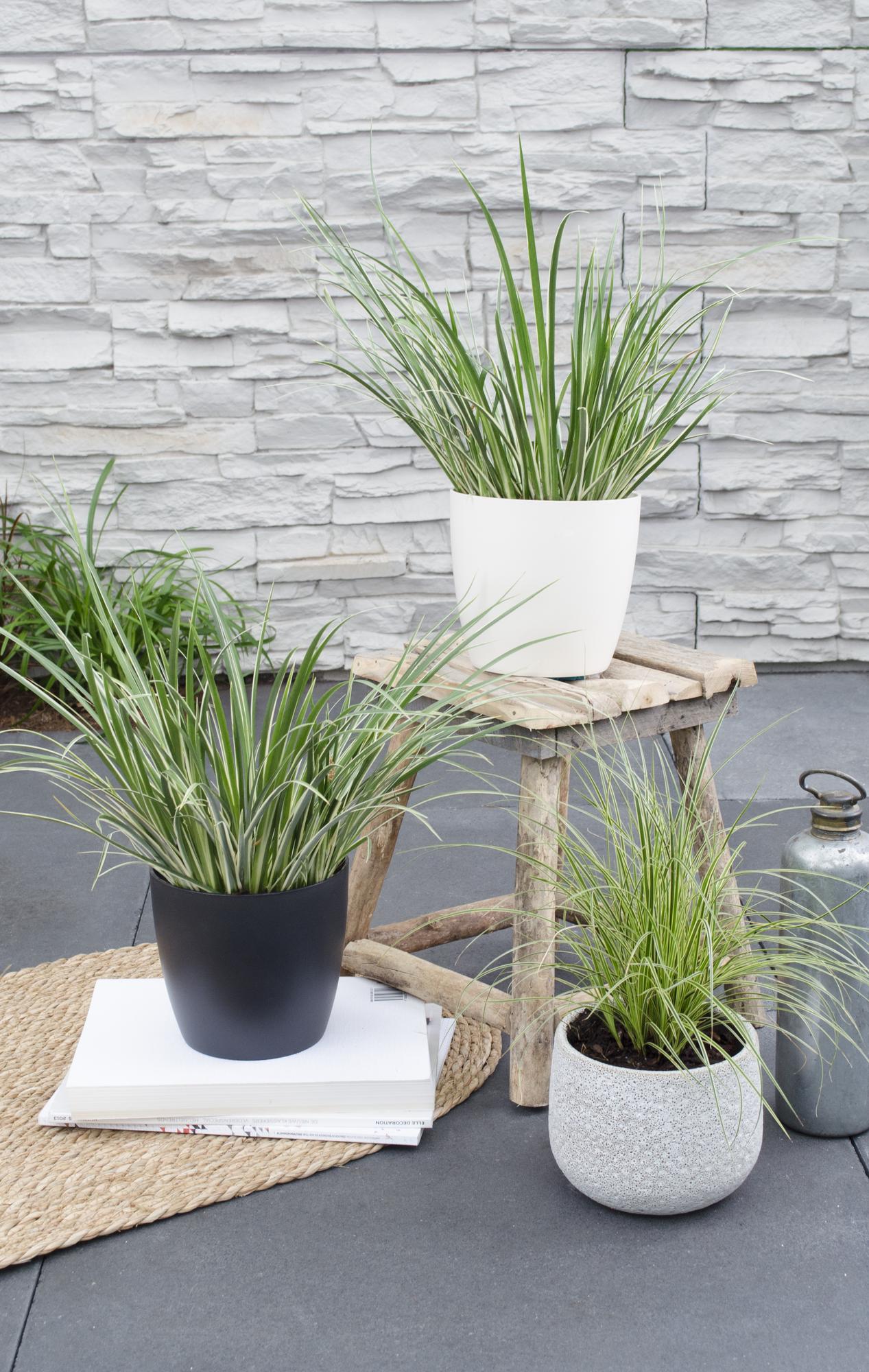 🌿 Acorus gramineus ‘Argenteostriatus’ – Bonte Japanse Kalmoes