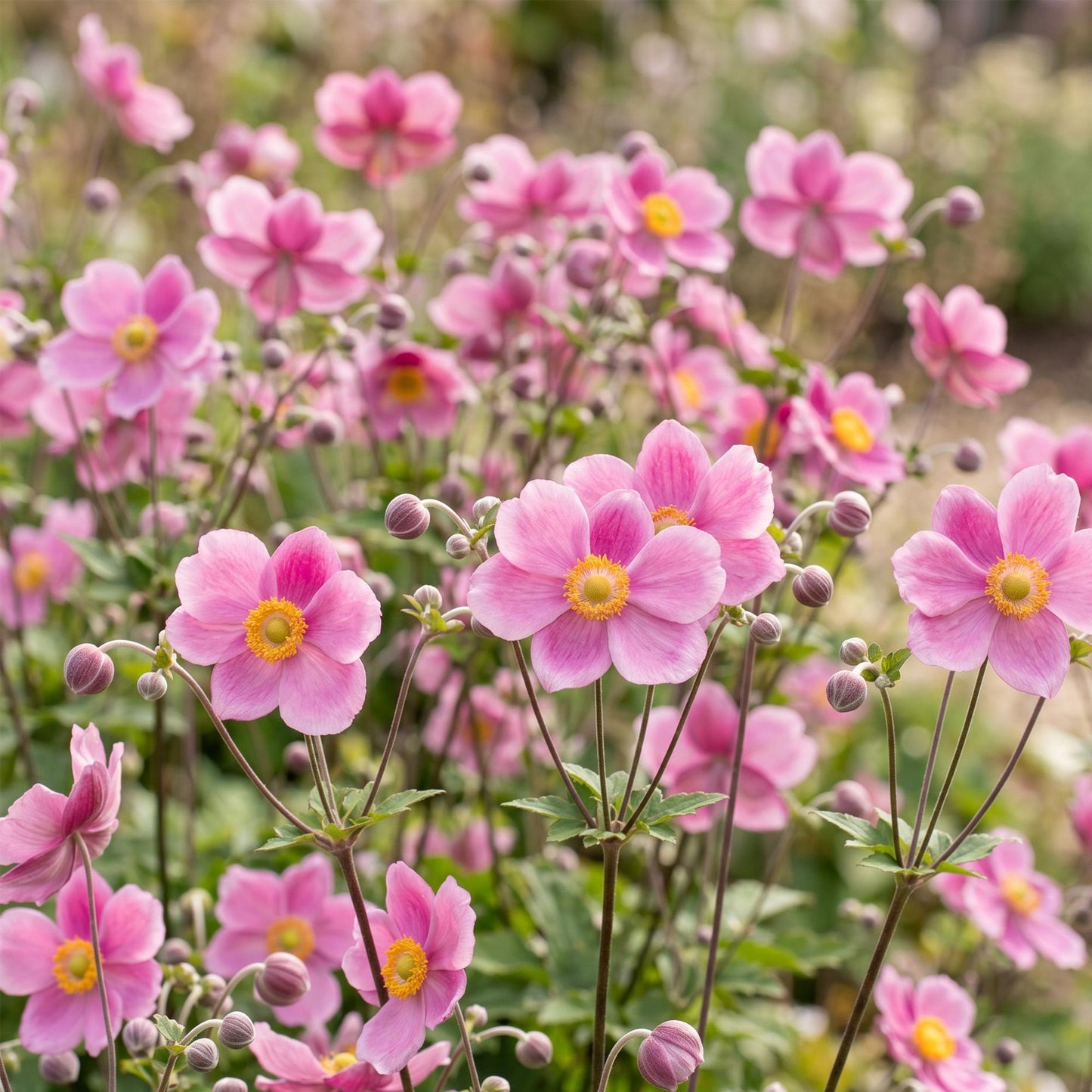 🌿 Anemone hupehensis 'Splendens' – Donkerroze Herfstanemoon | 3 stuks