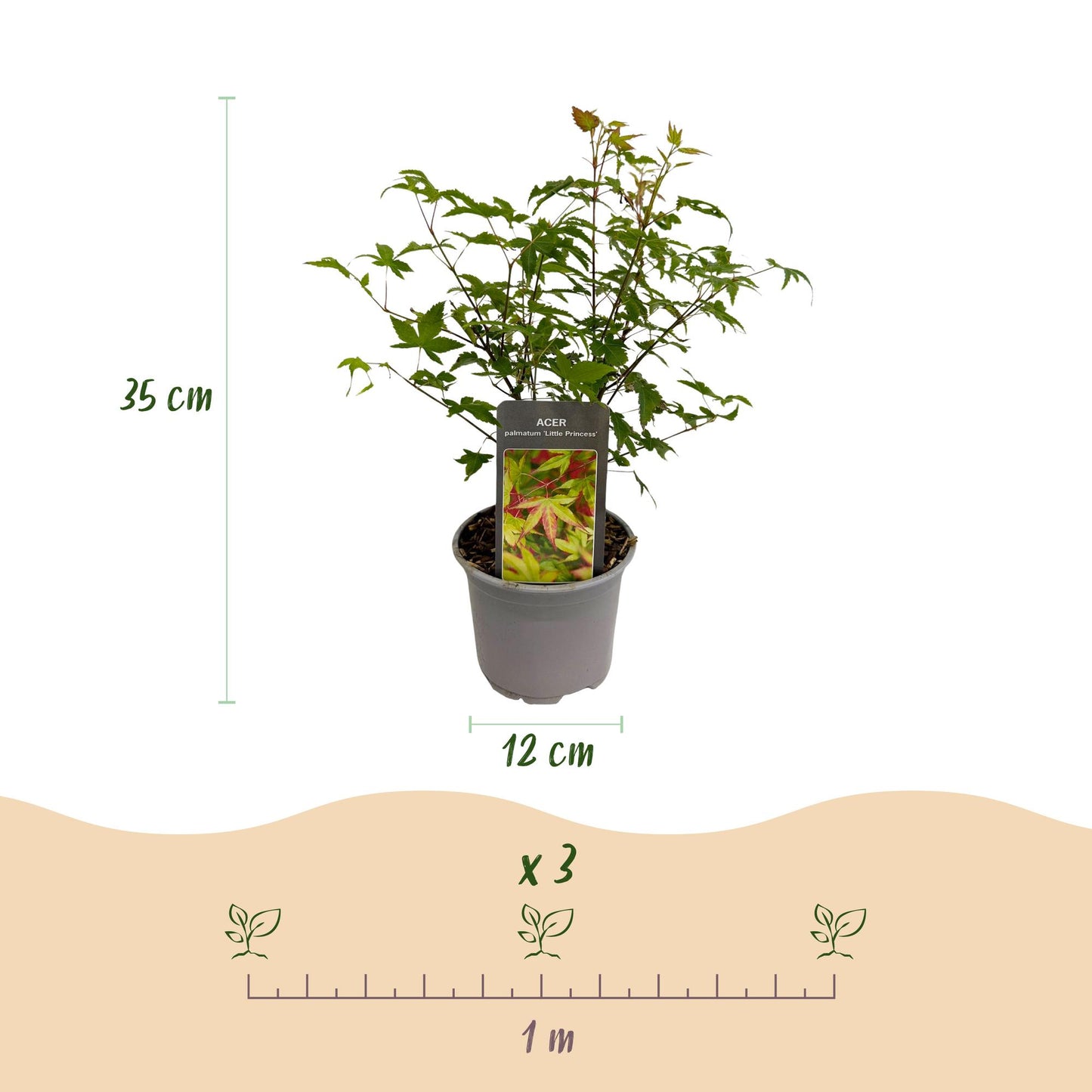 🍁 Acer palmatum ‘Little Princess’ – Groene Japanse Esdoorn | (3 stuks)