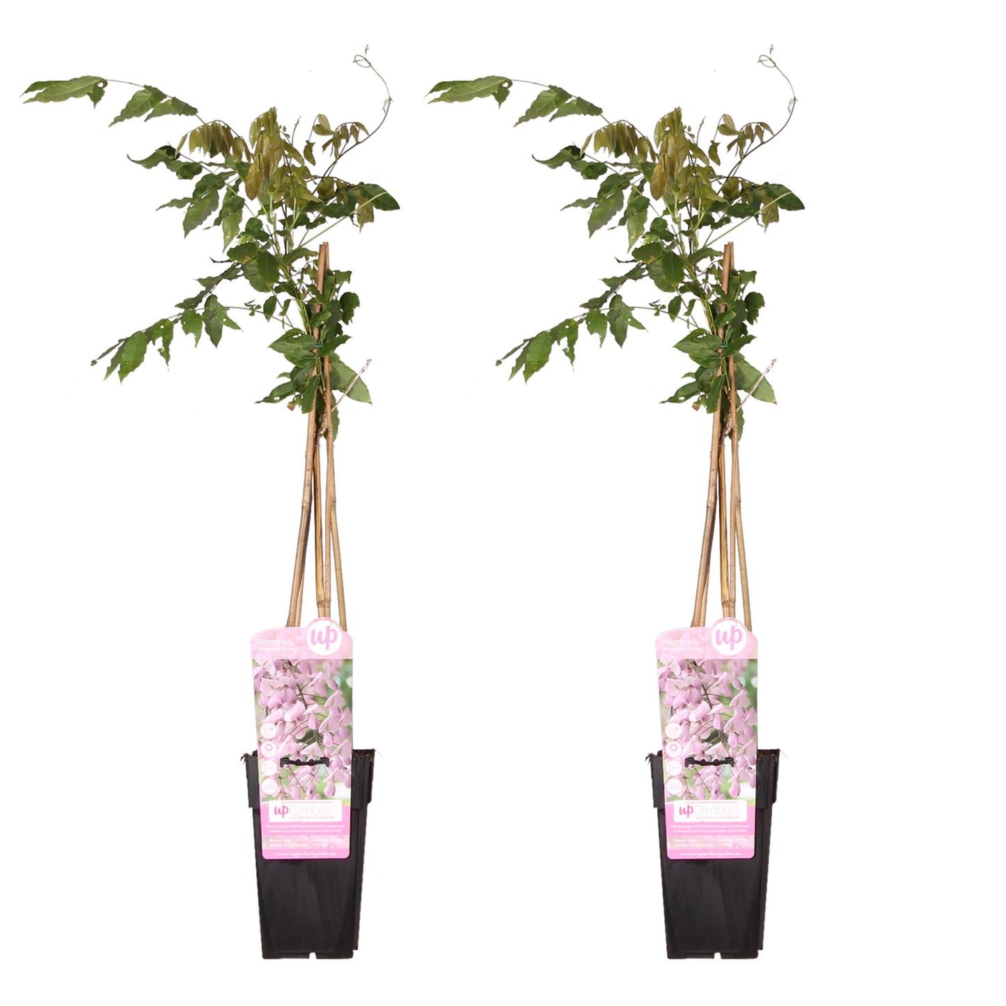 🌸 Wisteria floribunda ‘Rosea’ – Roze Blauwe Regen | (2 stuks)