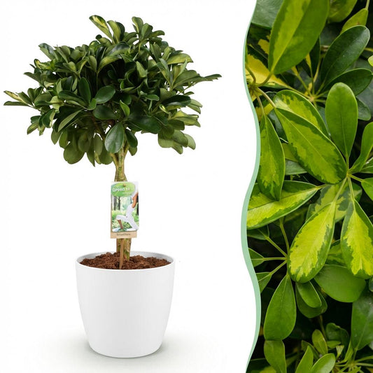🌿 Schefflera Gold Capella | Vingerboom met Witte Pot