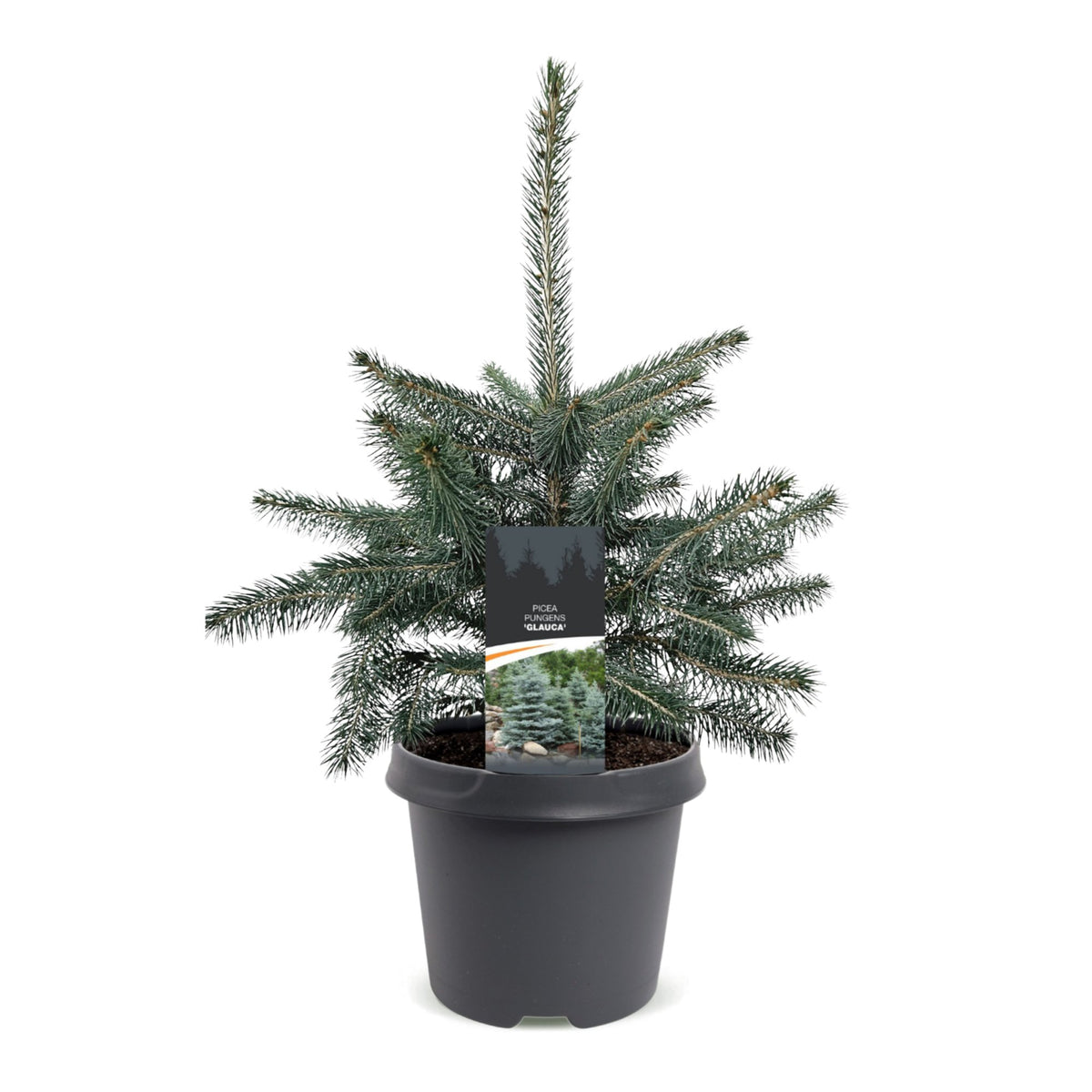 🎄 Picea pungens ‘Glauca’ – Blauwe spar voor een sfeervolle kerst