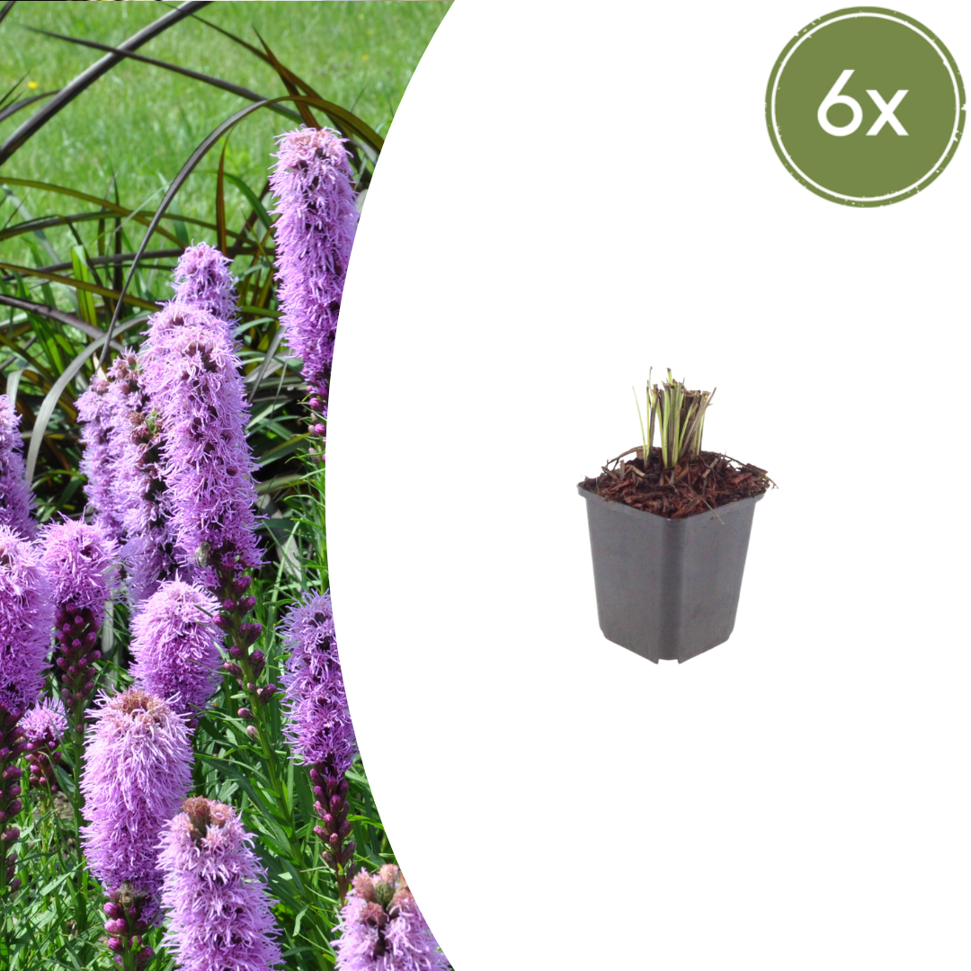 💜 Liatris spicata – Lampenpoetsersplant | (6 stuks)