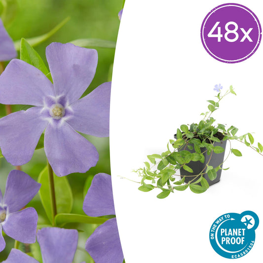 🌿 Vinca minor ‘La Grave’ – Winterharde Paarsbloeiende Bodembedekker (48 stuks – ca. 4–8 m²)
