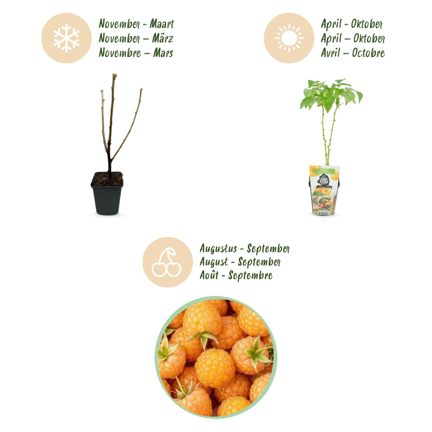 🍑 Framboos ‘Fallgold’ – Gele Frambozenplant | (3 stuks)