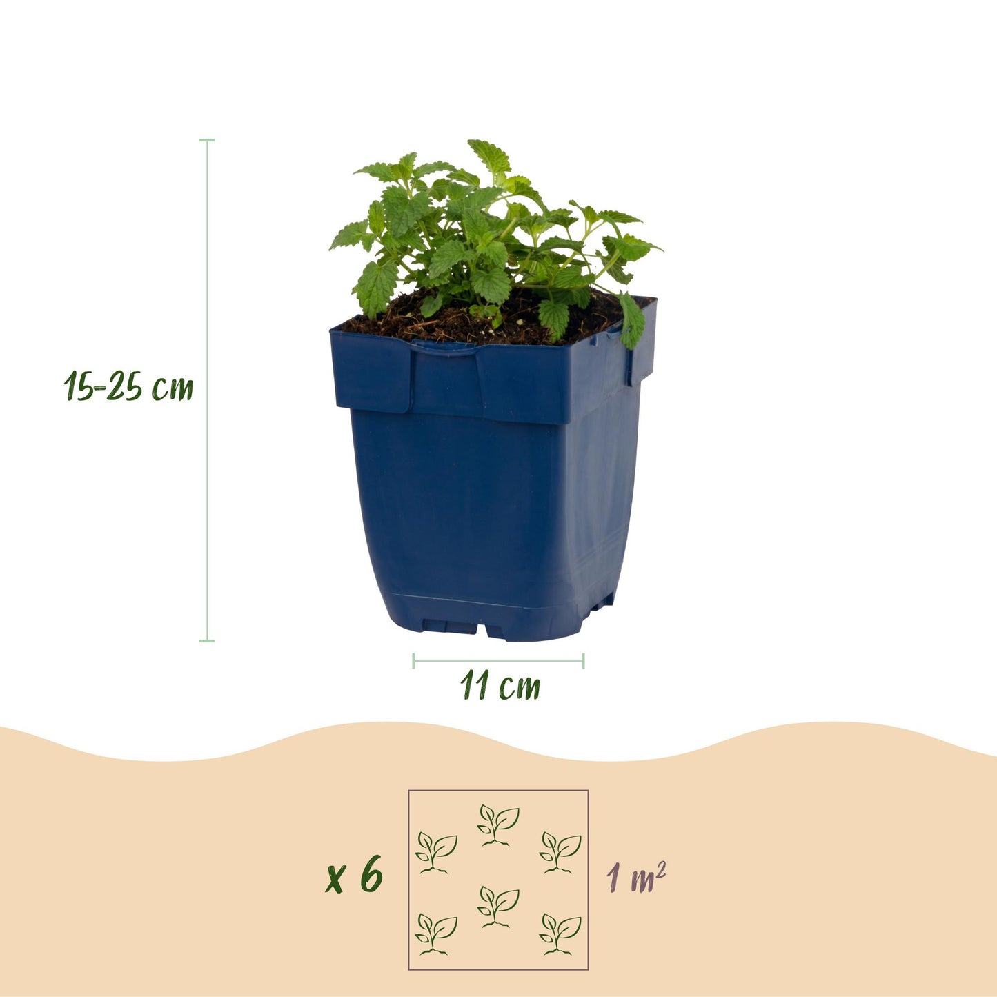 🌿 Nepeta × faassenii 'Snowflake' – Wit Kattenkruid | 3 stuks