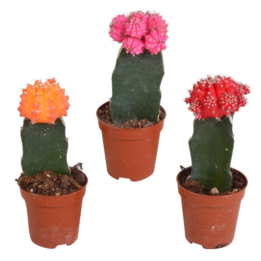 🌵 Euphorbia meloformis variegata & Gymnocalycium mix (3 stuks)