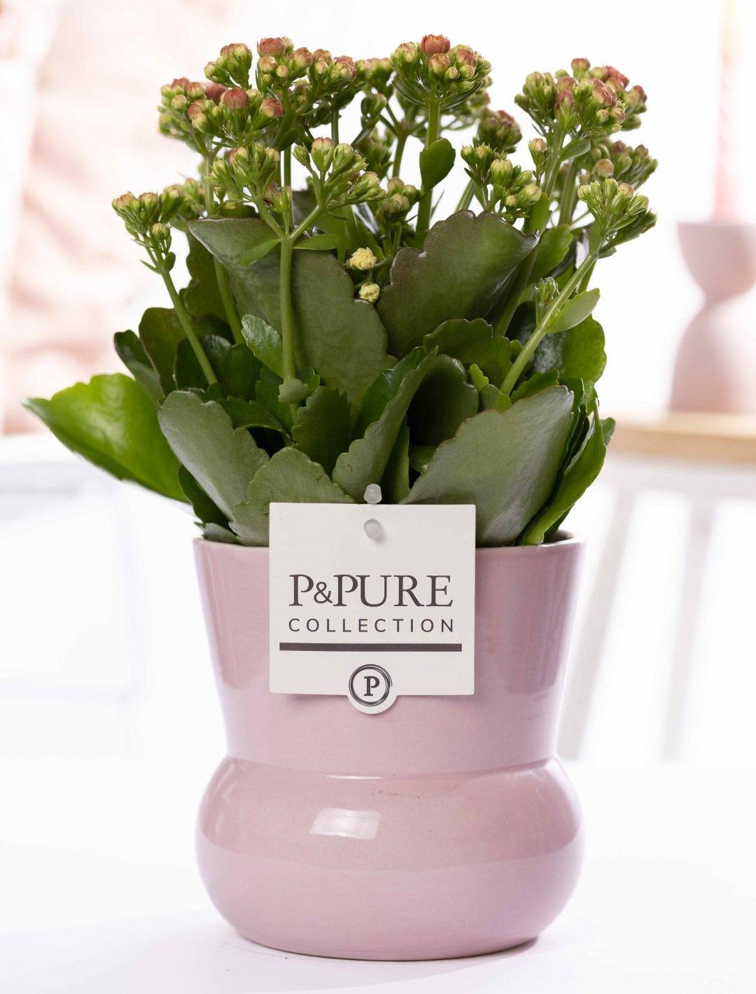 🌸 Kalanchoe blossfeldiana ‘Pink’ – Flaming Katy | Bloeiende Kamerplant met P&PURE Maxima Pot