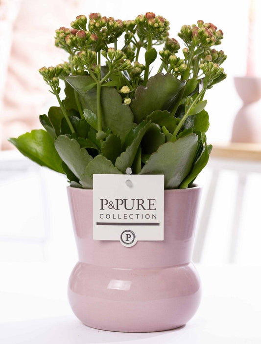 🌸 Kalanchoe Pink – In P&PURE Vase Maxima Pink – Ø12 cm – ↕27 cm | Bloeiende Kamerplant