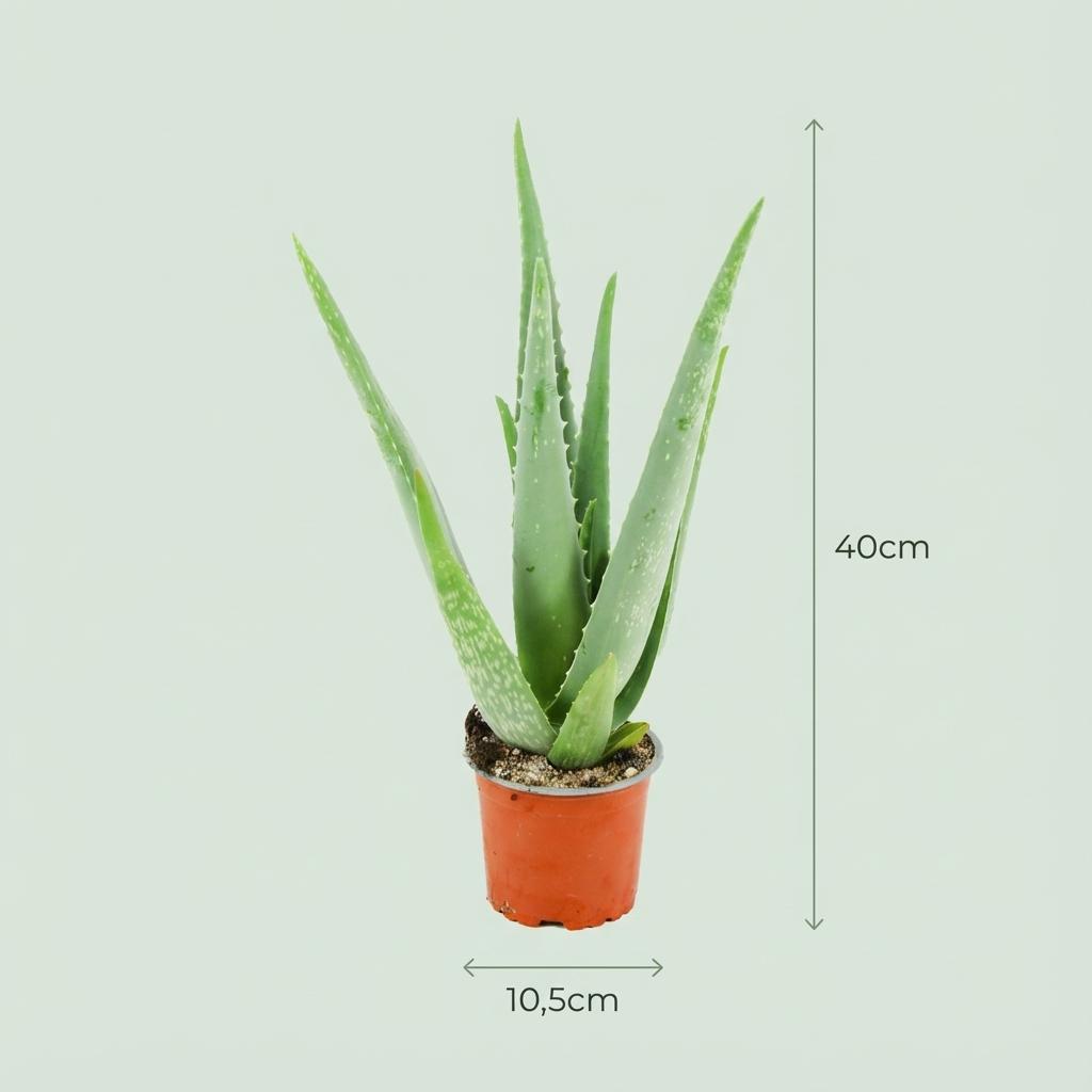 🌿 Aloë Vera Plant | Makkelijke Kamerplanten | (4 stuks kamerplanten)