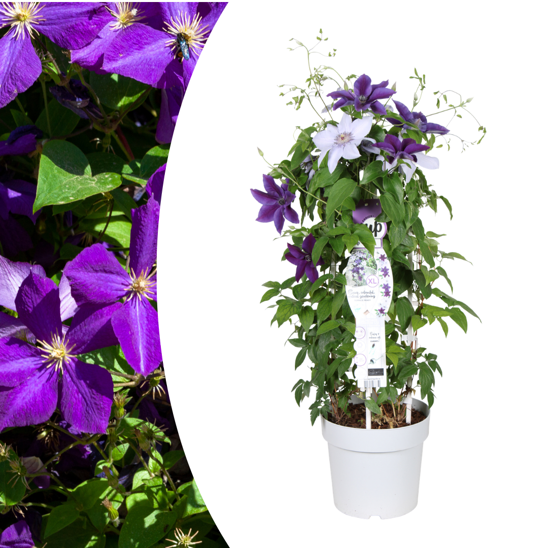 🌸 Clematis Double Up ‘Barnadine + Masa’ – Dubbelbloeiende Clematis Mix