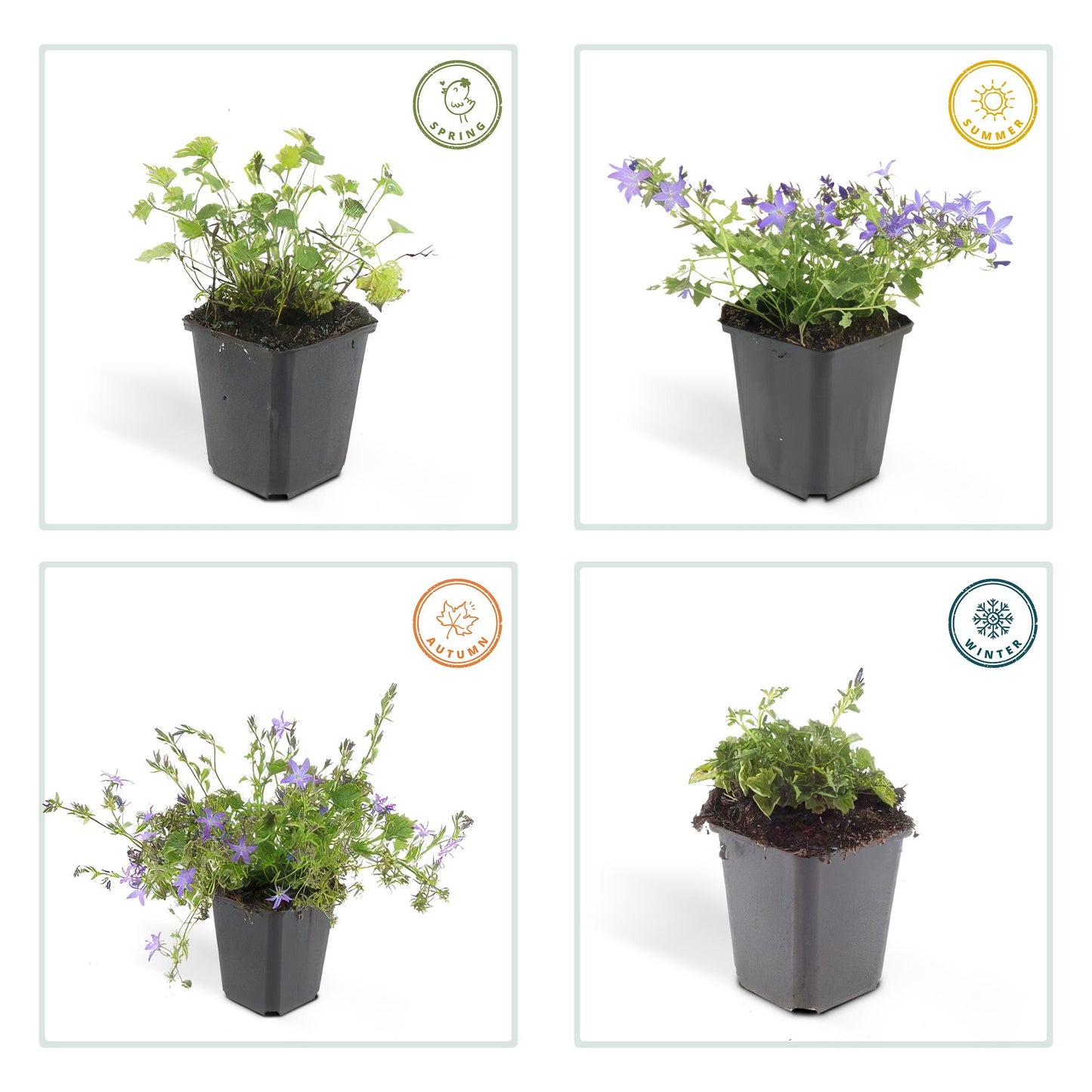 🌸 Campanula ‘Stella’ – Winterharde Bloeiende Bodembedekker (6 stuks)