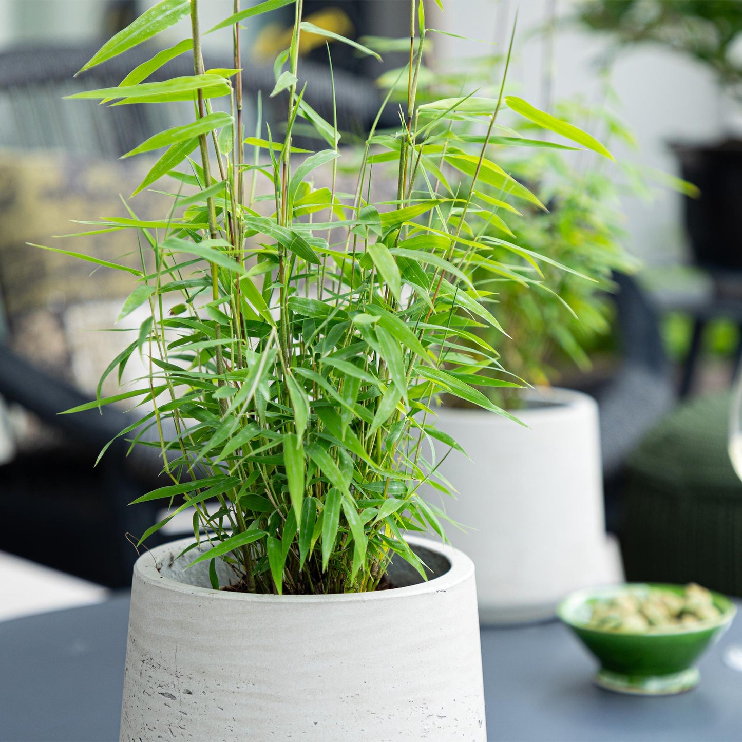 🌿 Bamboe ‘Fargesia Blue Dragon’ – Niet Woekerende Bamboe